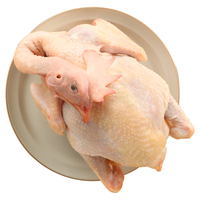 WENS 温氏 ENS 温氏 供港老母鸡1.6kg 富硒农家散养走地老母鸡 散养500天以上 冷冻