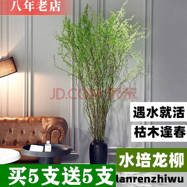 雅卉 龙柳干树枝水培龙柳鲜枝水养懒人植物室内客厅落地长杆鲜花1.5米 龙柳10枝1.5米左右高