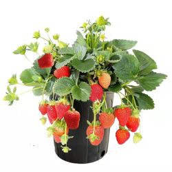 滨淇 草莓苗 奶油草莓 四季草莓苗 带原土5棵