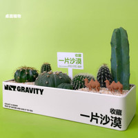 京东绿植 沙漠仙人掌组合 盆栽 一片沙漠*1