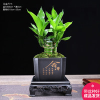 幼薇 富贵竹丛林+四方舍得PVC盆+方盘 带盆栽好