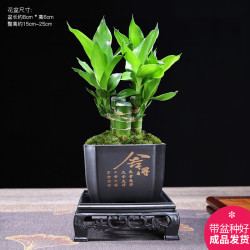 幼薇 富贵竹丛林+四方舍得PVC盆+方盘 带盆栽好