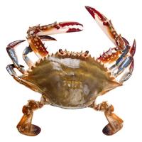 辰鲜派梭子蟹鲜活冷冻舟山梭子蟹特大螃蟹梭子蟹野生海鲜水产白蟹速冻 6-8两/只 【4斤 精品梭子蟹】