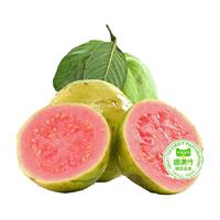 喵满分 精选软糯红心芭乐3斤起新鲜水果番石榴脆甜软糯胭脂红芭乐