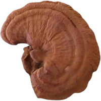 北京同仁堂 Tongrentang Chinese Medicine 长白山灵芝批发特级东北黑灵芝野林芝补充气血赤灵芝 灵芝(每只12到15厘米大朵) 250克