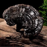 北京同仁堂 Tongrentang Chinese Medicine 长白山灵芝特级东北黑灵芝野林芝补充气血赤灵芝 长白山灵芝草 500克