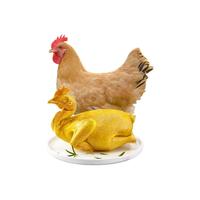 天农鲜香盐焗鸡800g散养100天土鸡广式扒鸡手撕咸鸡烧鸡生鲜供港