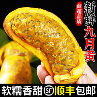 采缇 新鲜九月黄八月瓜八月炸当季野香蕉甜香瓜预知子孕妇 精选一斤装 中果尝鲜装 单果80g左右
