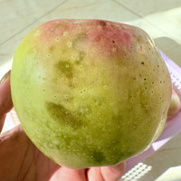 鲜姿印度青苹果丑苹果新鲜水果丑苹果新鲜青苹果时令水果整箱 3斤 大果【瑕疵果】