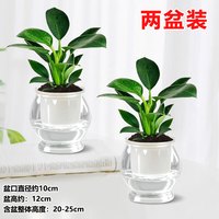 概率券：爱琴湾 金钻绿植物公主甲醛盆栽室  2个透明鱼缸吸水盆+2份吸毒王