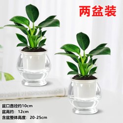 爱琴湾 金钻绿植物公主甲醛盆栽室  2个透明鱼缸吸水盆+2份吸毒王