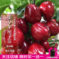 四万公里 40000KM 车厘子树 美早樱桃果树树苗 庭院盆栽地栽 裸根苗源头直发