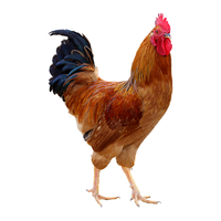 大公鸡土鸡农家散养小公鸡童子鸡走地鸡柴鸡肉新鲜现杀笨草鸡整只