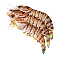 缤鲜 塞拉利昂 鲜冻竹节虾斑节虾 净重2斤 40-60只规格-源头直发