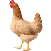 BOZAIJIA波仔家散养黄油老母鸡 2kg 共2只 400天土鸡整鸡鸡肉生鲜源头直发 黄油老母鸡 1kg*2只