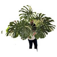 洒金龟背竹白龟 ins风绿植盆栽室内阳台观叶植物 露露花