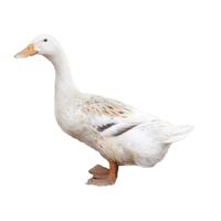 林岚（LINLAN）3年老鸭 麻鸭净重约1.6斤/只  老鸭子土鸭散养水鸭新鲜食材 两只装 3年老鸭1只【净重2斤左右】