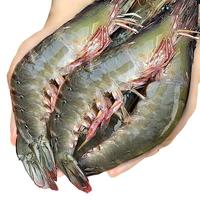 北海湾 虾 青岛大虾鲜活冷冻基围虾 虾类 海鲜水产生鲜白虾青虾海虾对虾  青岛大虾14-16cm 1750g