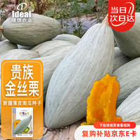 Ideal 理想农业 贵族丑南瓜种子 20粒*1袋