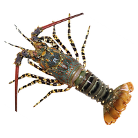 鲟食海捕活冻澳洲大龙虾 超大锦绣花龙虾 鲜活速冻大花龙虾海鲜水产 1.8-2斤/只