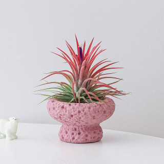 喜鹊说 空气凤梨  红精灵 粉火山飞碟盆 含盆