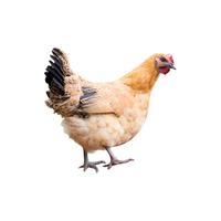 庆方堂 农家散养老母鸡 1.2kg 散养500天