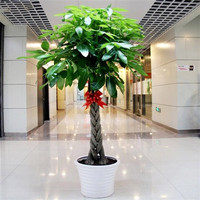 叹为观止 辫子发财树 盆景绿植 0.5-0.6米 含盆