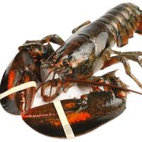 乐食港【活鲜】鲜活波士顿大龙虾波龙 海鲜水产2.8-3.1斤/1只