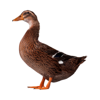 杨博士老鸭皖南农家散养鸭子土鸭现抓现杀新鲜鸭肉整只 2只鸭源头直发