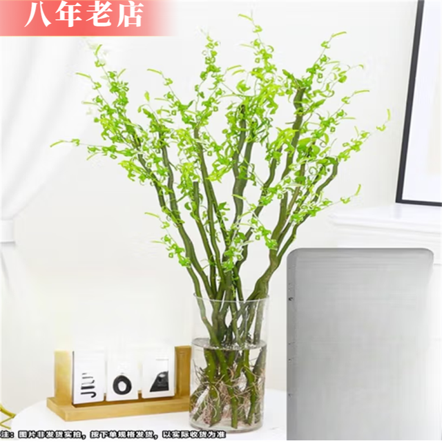 雅卉 龙柳干树枝水培龙柳鲜枝水养懒人植物室内客厅落地长杆鲜花1.5米 60厘米高无分叉10棵