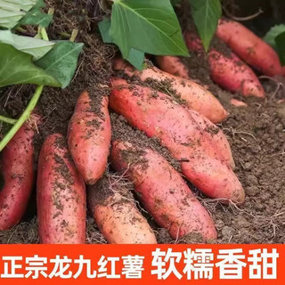 北森南屿新鲜龙九蜜薯沙地番薯黄心蜜薯现挖糖心红薯农家板栗地瓜烤煮皆可 带箱5斤小果（单果约50-150g）