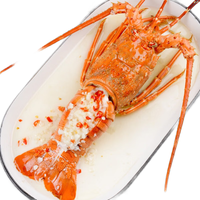 乐食港鲜活小青龙活虾青龙虾仔（6-7两/4只）海鲜水产