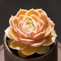 中国一汽 七流婉多肉植物组合盆栽小绿植花卉玉露大颗好养室内精品肉肉阳台 昂斯诺3cm加盆土