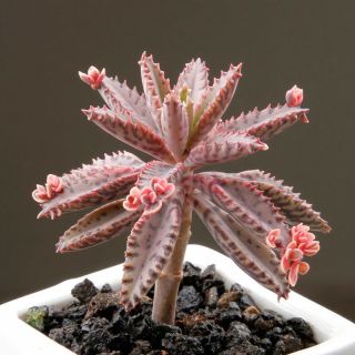 百潮盛 多肉植物精选单颗品种香味多肉颗颗精选阳台办公室室内桌面 不死鸟2-5厘米