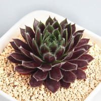 叹为观止 紫牡丹 多肉植物盆栽 迷你绿植