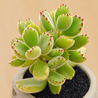 叹为观止 多肉植物盆栽套餐肉肉植物办公室内迷你绿植花卉盆栽 熊童子