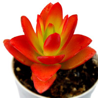 叹为观止 多肉植物盆栽套餐肉肉植物办公室内迷你绿植花卉盆栽 火祭