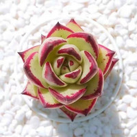 泰西丝 萌多肉新手植物办公室 1-5小乌木杂