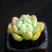 泰西丝 萌多肉新手植物办公室 1-9劳尔