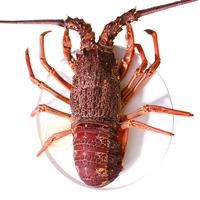 GFRESH 极鲜 澳洲大龙虾 单只650-800g 1只