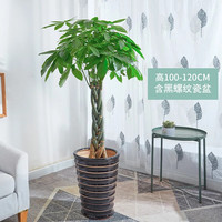 佳妍 发财树 绿植盆景 100-110cm 黑螺纹瓷盆