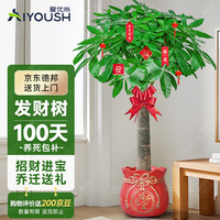 爱优尚 发财树 招财摇钱树 绿植 1包装