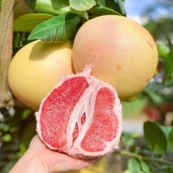 胡鲜森 福建红心柚子 3.5斤蜜柚新鲜水果三红柚子1.5斤起