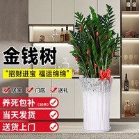 临雅 金钱树盆栽 室内客厅大型发财树 绿植盆栽