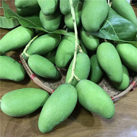 云南生吃芒泰国牙芒小青芒酸芒四季水果新鲜当季现采摘芒果越 4500g