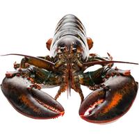渔传播FISHERY PROPAGATION鲜活波士顿龙虾2只（450-500g/只）包鲜不包活