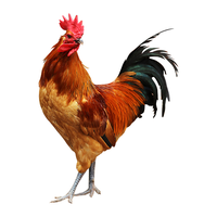 BOZAIJIA波仔家黑脚土鸡大别山散养总净含量4斤（2只）源头直发 老母鸡 净重1.7斤