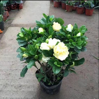 意轩 阳台室内盆栽花卉栀子花树苗大叶绿植四季开花枝子花 2年苗 不含盆 2年苗