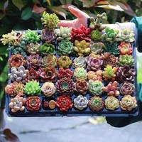 恋品惠 多肉绿植花卉 3-4厘米 随机一颗肉肉