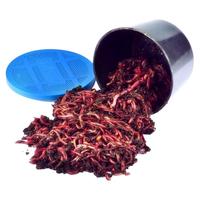 钓之界 大号鲜活牛粪红蚯蚓活饵盒装